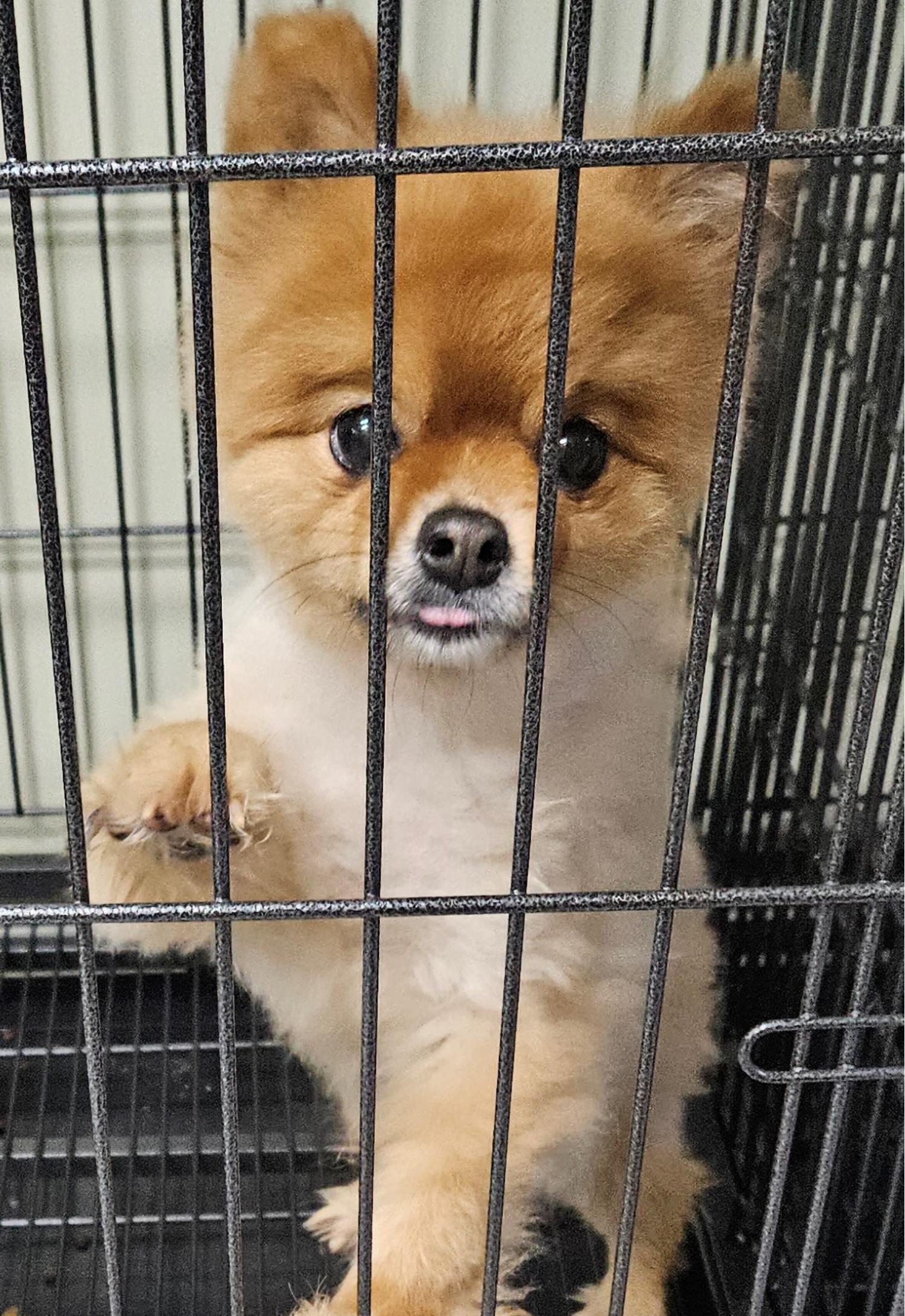대구유기동물보호협회_427345202300355